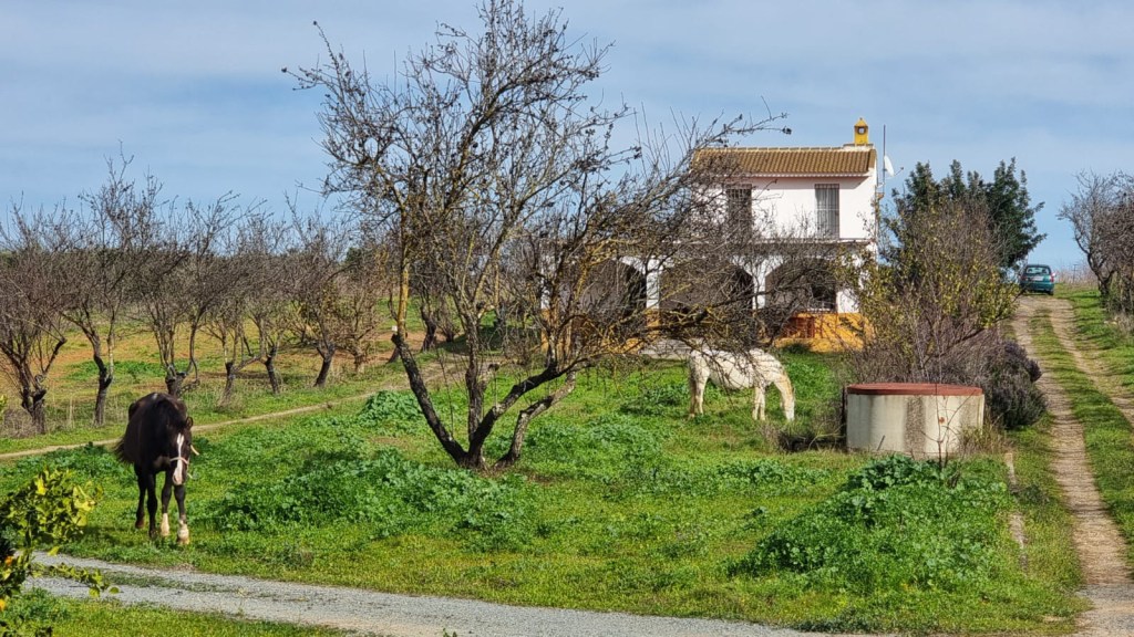 2504 Andalusien, Provinz Huelva, Rociana del Condado – Haus mit 4 ha Land zu&nbsp;verkaufen