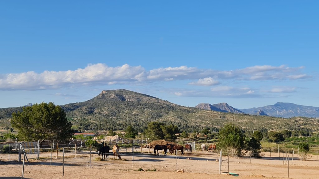 Ref2523SS Alicante, Monóvar – Gäste-Pferde-Ranch zu&nbsp;verkaufen!